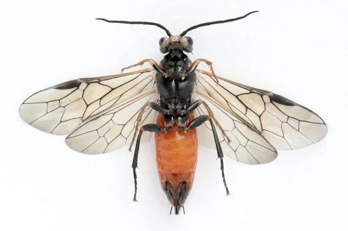 Euura histrio