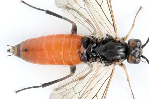 Réf. 339 865 : Euura histrio