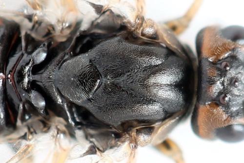 Euura histrio