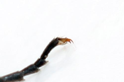 Euura histrio