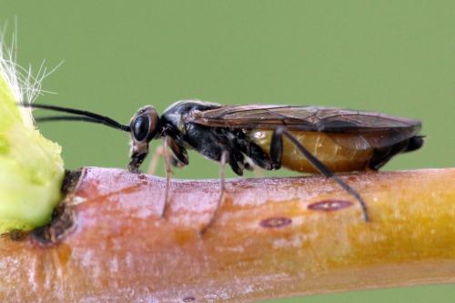 Réf. 339 967 : Euura histrio