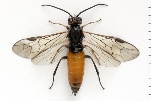 Réf. 339 969 : Euura histrio
