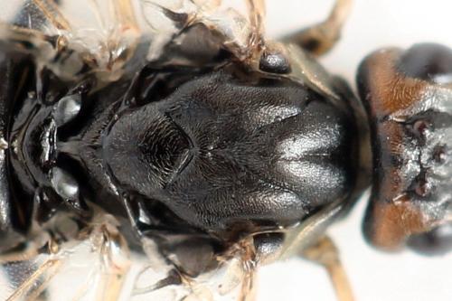 Euura histrio
