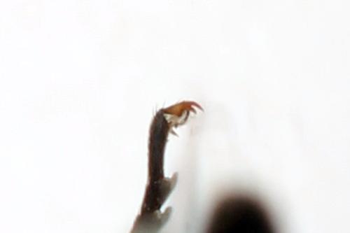 Euura histrio