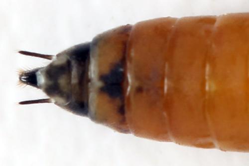 Euura histrio