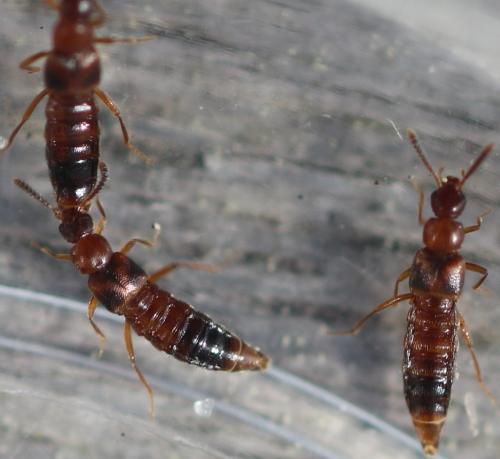 Bolitochara sp.