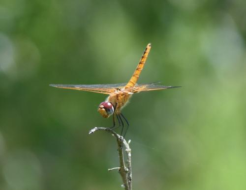 Réf. 339 123 : Urothemis assignata