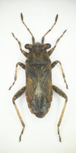 Henestaris laticeps