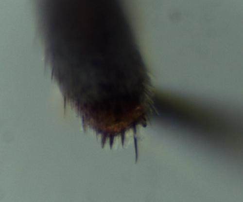 Réf. 339 174 : Nomada flavoguttata