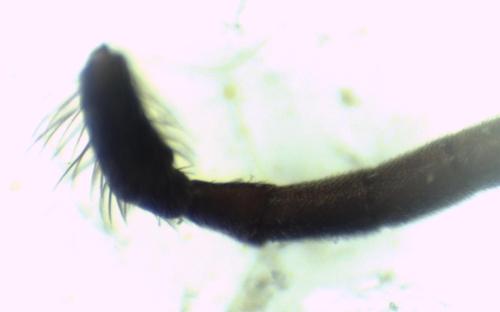 Réf. 339 175 : Nomada flavoguttata
