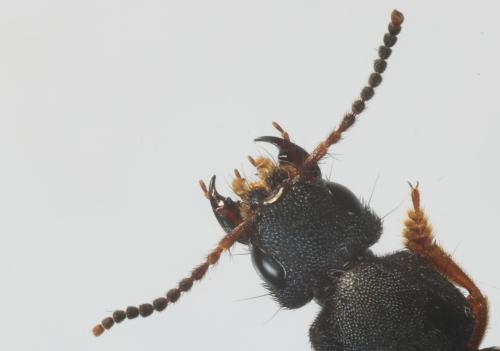 Platydracus fulvipes