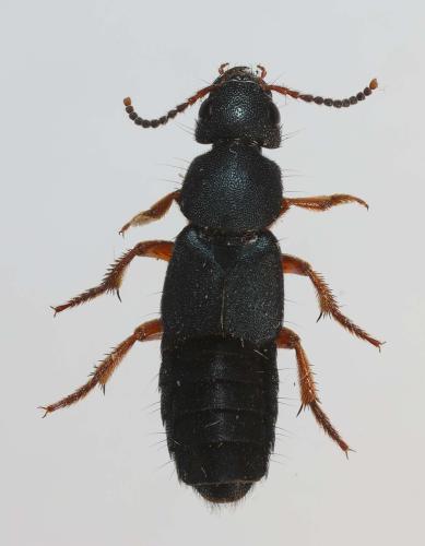 Platydracus fulvipes
