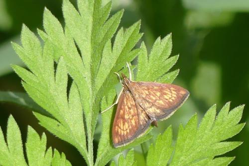 Ecpyrrhorrhoe rubiginalis