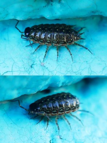 Philoscia muscorum