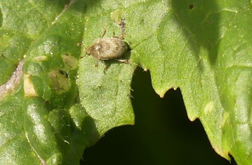 Xenostrongylus sp.