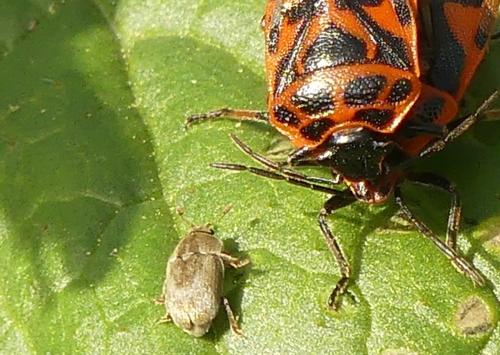 Xenostrongylus sp.