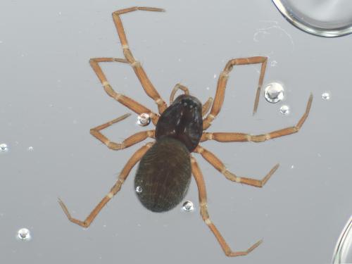 Réf. 339 300 : Dicymbium nigrum