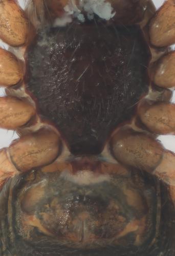 Réf. 339 301 : Dicymbium nigrum
