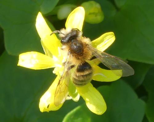 Andrena sp.
