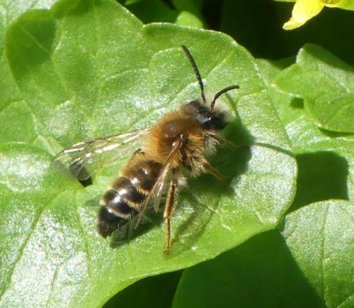 Andrena sp.