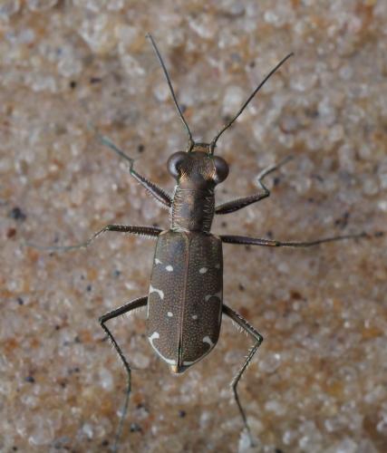 Myriochila melancholica