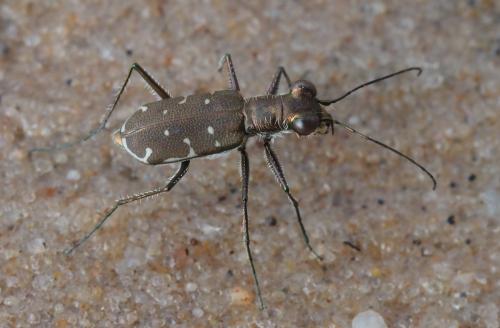 Myriochila melancholica