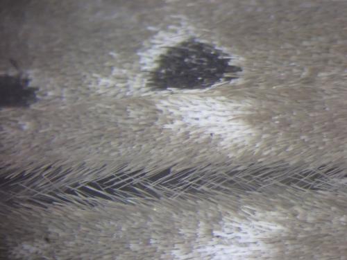 Diaphora mendica
