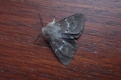 Diaphora mendica