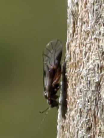 Réf. 339 564 : Elipsocus hyalinus