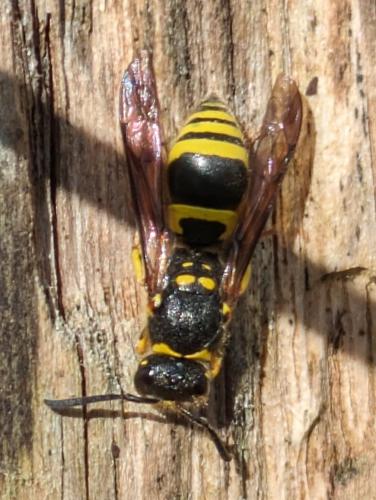 Réf. 339 565 : Ancistrocerus sp.