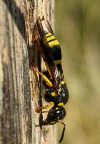 Réf. 339 566 : Ancistrocerus sp.