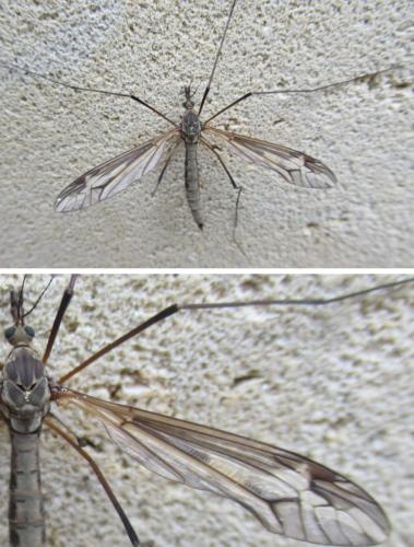 Tipula vittata