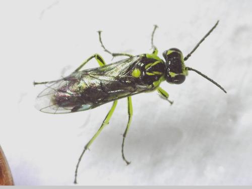 Cytisogaster genistae