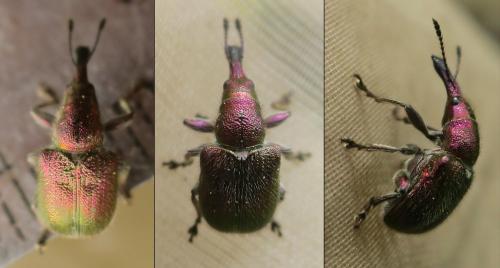 Réf. 339 213 : Rhynchites auratus