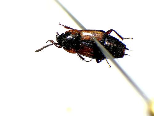 Réf. 339 698 : Tachinus subterraneus
