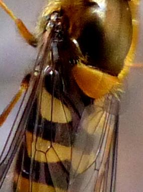 Syrphus sp.