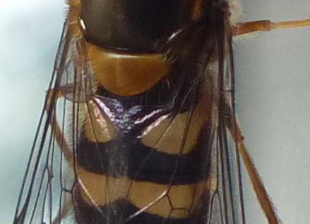 Syrphus sp.
