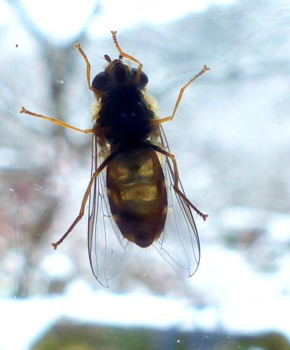 Syrphus sp.