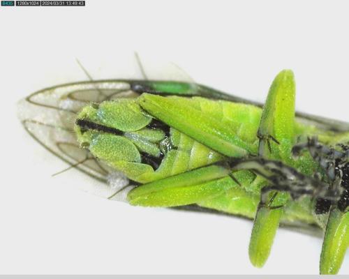 Réf. 339 597 : Cytisogaster genistae