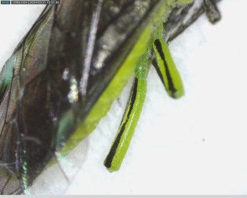 Réf. 339 598 : Cytisogaster genistae