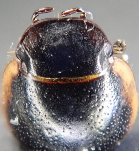 Melinopterus tingens