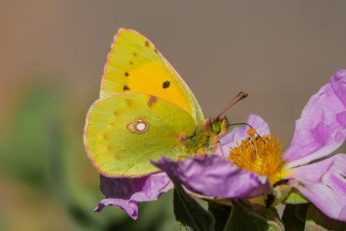 Colias croceus
