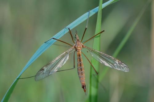 Tipula bezzii