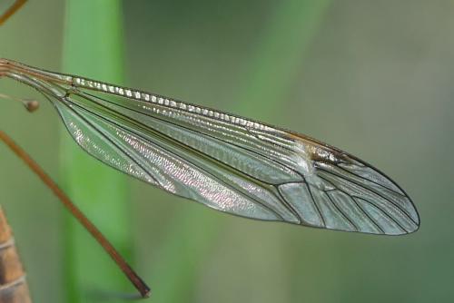 Tipula bezzii