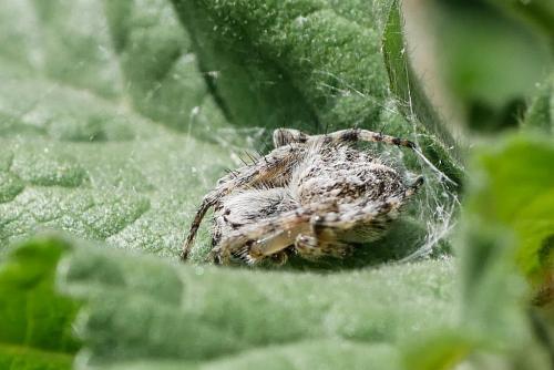 Agalenatea redii