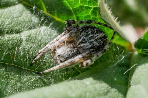 Agalenatea redii