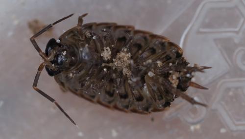 Philoscia muscorum