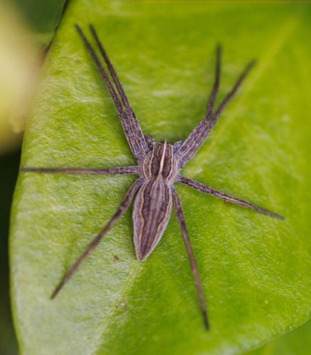 Réf. 339 141 : Pisaura mirabilis