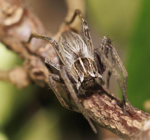 Réf. 339 142 : Pisaura mirabilis