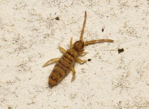 Réf. 339 638 : Entomobrya multifasciata